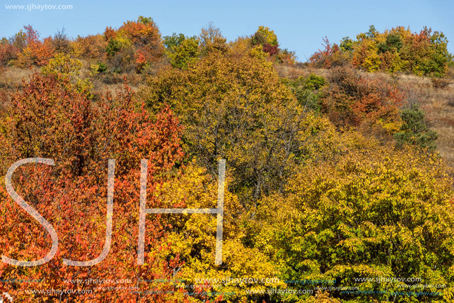 Amazing Autumn Panorama of Cherna Gora (Monte Negro) mountain, Pernik Region, Bulgaria